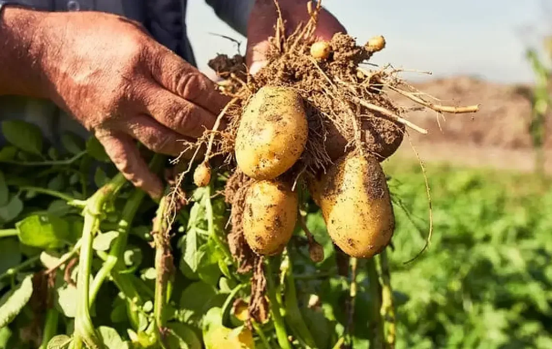 Patatesin evrimsel kökeninde domates bağlantısı ortaya çıktı