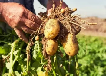 Patatesin evrimsel kökeninde domates bağlantısı ortaya çıktı