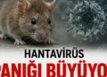 Hantavirüs paniği: Belirtileri, bulaşma yolu ve ölüm riski?