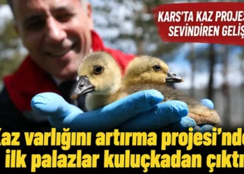 Kars’ta kaz projesinde ilk palazlar çıktı!