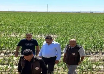 Karapınar’da Dolu Afetinin Yaraları Sarılıyor! Ekipler Hasar Tespiti İçin Sahada